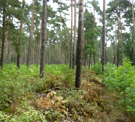 Bild von <a href="https://pixabay.com/de/users/stux-12364/?utm_source=link-attribution&amp;utm_medium=referral&amp;utm_campaign=image&amp;utm_content=3610284">Thanks for your Like • donations welcome</a> auf <a href="https://pixabay.com/de/?utm_source=lin